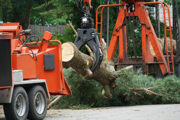 Best Emergency Tree Removal Services  in USA